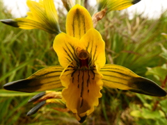 Chloraea
