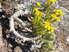 Senecio sarcoides