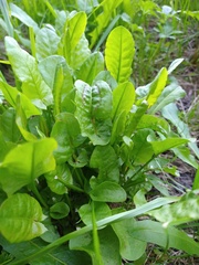 Rumex acetosa
