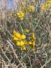 Senna armata