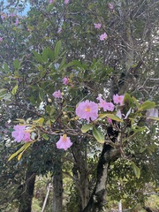 Tabebuia