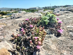 Antimima granitica