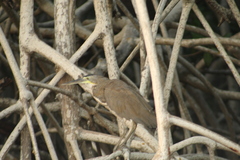 Tigrisoma mexicanum