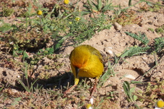 Ploceus capensis