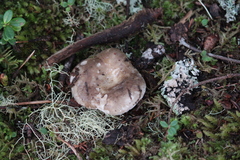 Amanita porphyria
