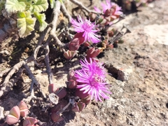 Antimima granitica