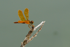 Perithemis intensa