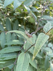 Melanoplinae