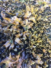 Fucus distichus