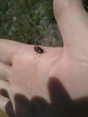 Cercopis intermedia