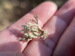 Evernia prunastri