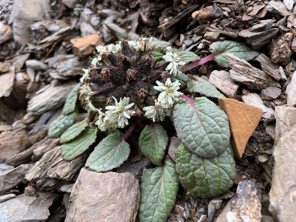 Soroseris umbrella