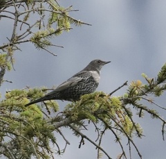 Turdus torquatus