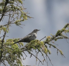 Turdus torquatus