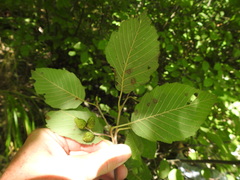 Alnus incana rugosa