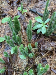 Lycopodiaceae