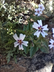 Jamesbrittenia racemosa