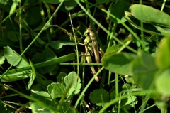 Chorthippus albomarginatus