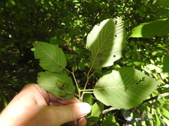 Alnus incana rugosa