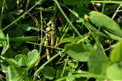 Chorthippus albomarginatus