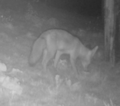 Vulpes vulpes crucigera