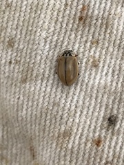 Aphidecta obliterata