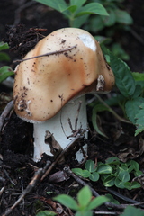 Amanita amerirubescens