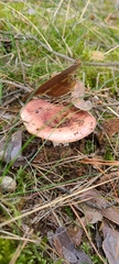 Russula graveolens