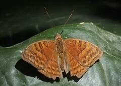 Euriphene amicia amicia