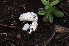 Amanita magniverrucata