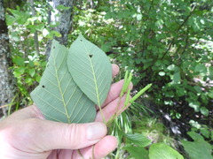 Alnus incana rugosa