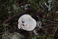 Amanita porphyria