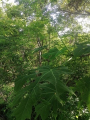 Cnidoscolus megacanthus