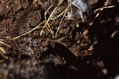 Scolopendra
