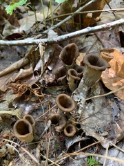 Craterellus fallax