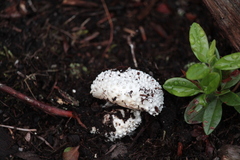 Amanita magniverrucata