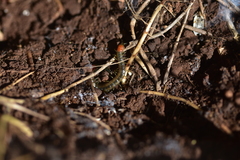 Scolopendra