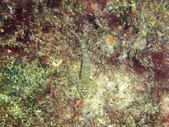 Gobius incognitus