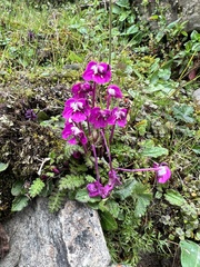 Pedicularis siphonantha