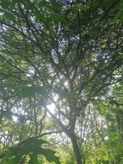 Cnidoscolus megacanthus