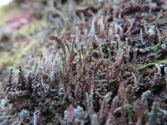 Cladonia floerkeana
