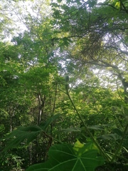 Cnidoscolus megacanthus