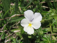 Viola calcarata