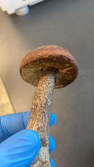 Leccinum scabrum