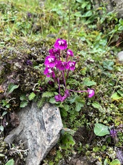 Pedicularis siphonantha