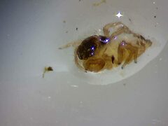 Euophryini