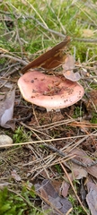 Russula graveolens