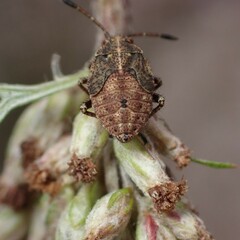 Stictopleurus crassicornis