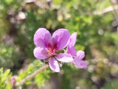 Pelargonium hirtum