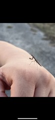 Schizomantodea